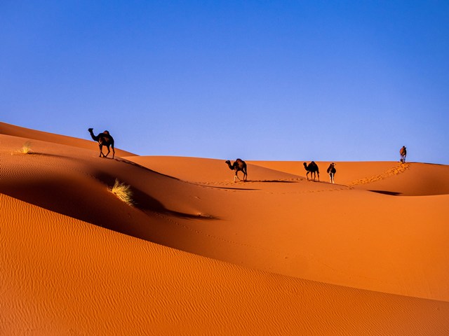 Sahara desert experience